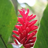 Costa Rica20150403-1532-0866